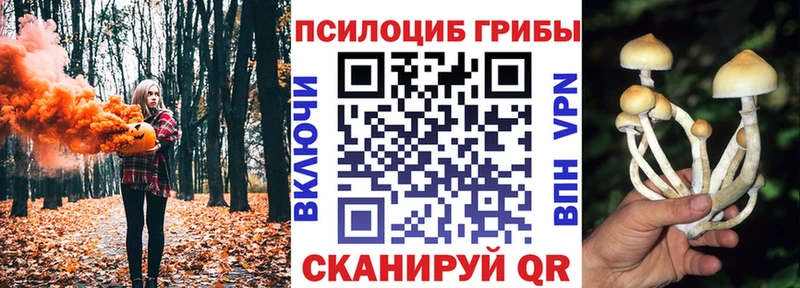 Галлюциногенные грибы Psilocybe Щёлково